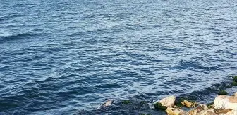 Karamürsel'de Sahilde Ölü Yunus Yavrusu Bulundu