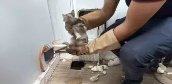 Kocaeli'de Itfaiye Ekipleri Sıkışan Kedi Yavrusunu Kurtardı