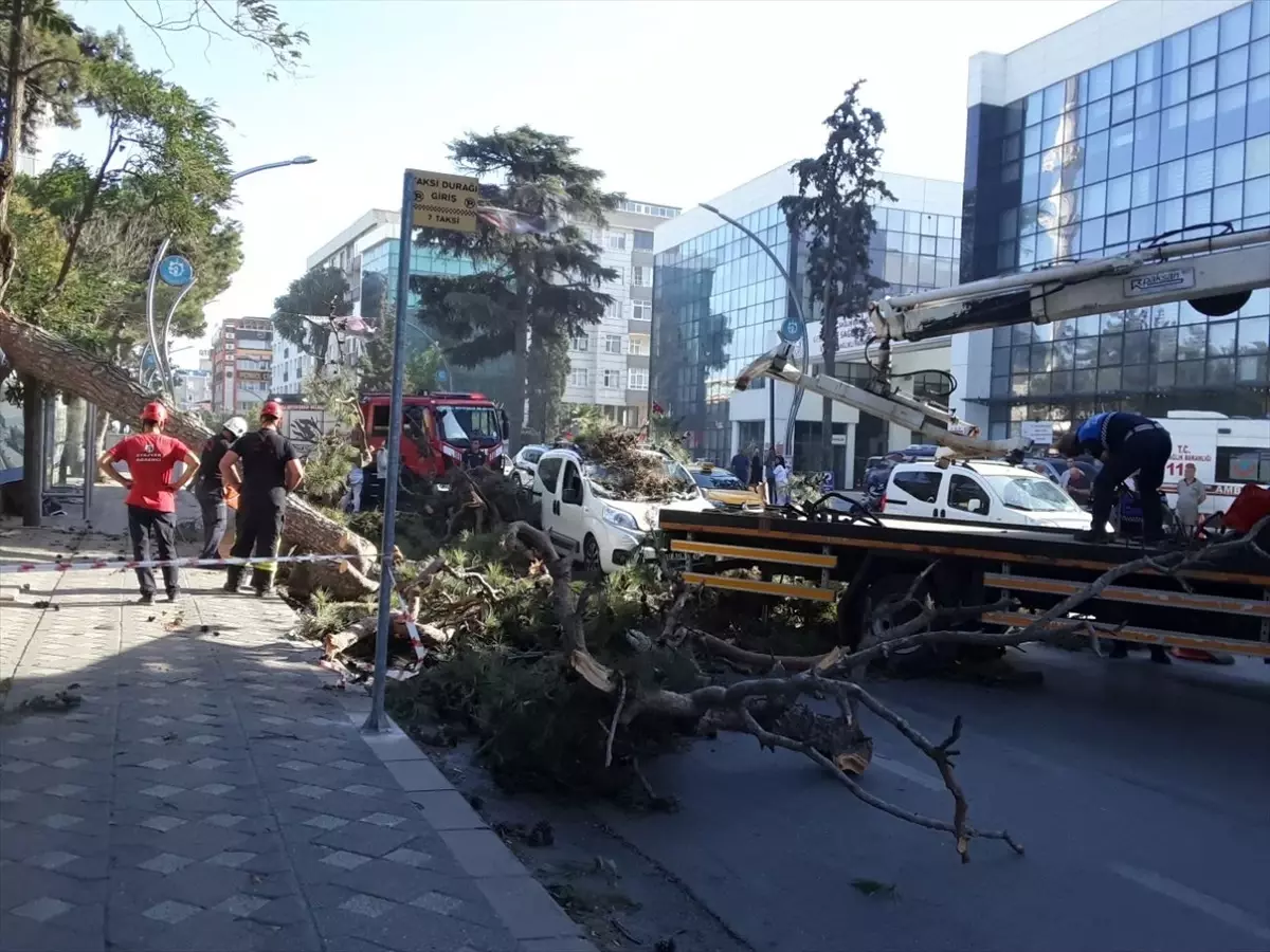 Gebze'de Seyir Halindeki Aracın Üzerine Ağaç Devrildi