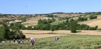 Kocaeli'de Tıbbi ve Aromatik Bitki Hasadı Başladı