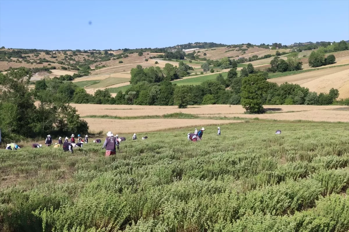 Kocaeli'de Tıbbi ve Aromatik Bitki Hasadı Başladı