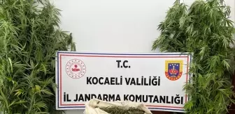Kocaeli'de Uyuşturucu Operasyonunda 2 Tutuklama