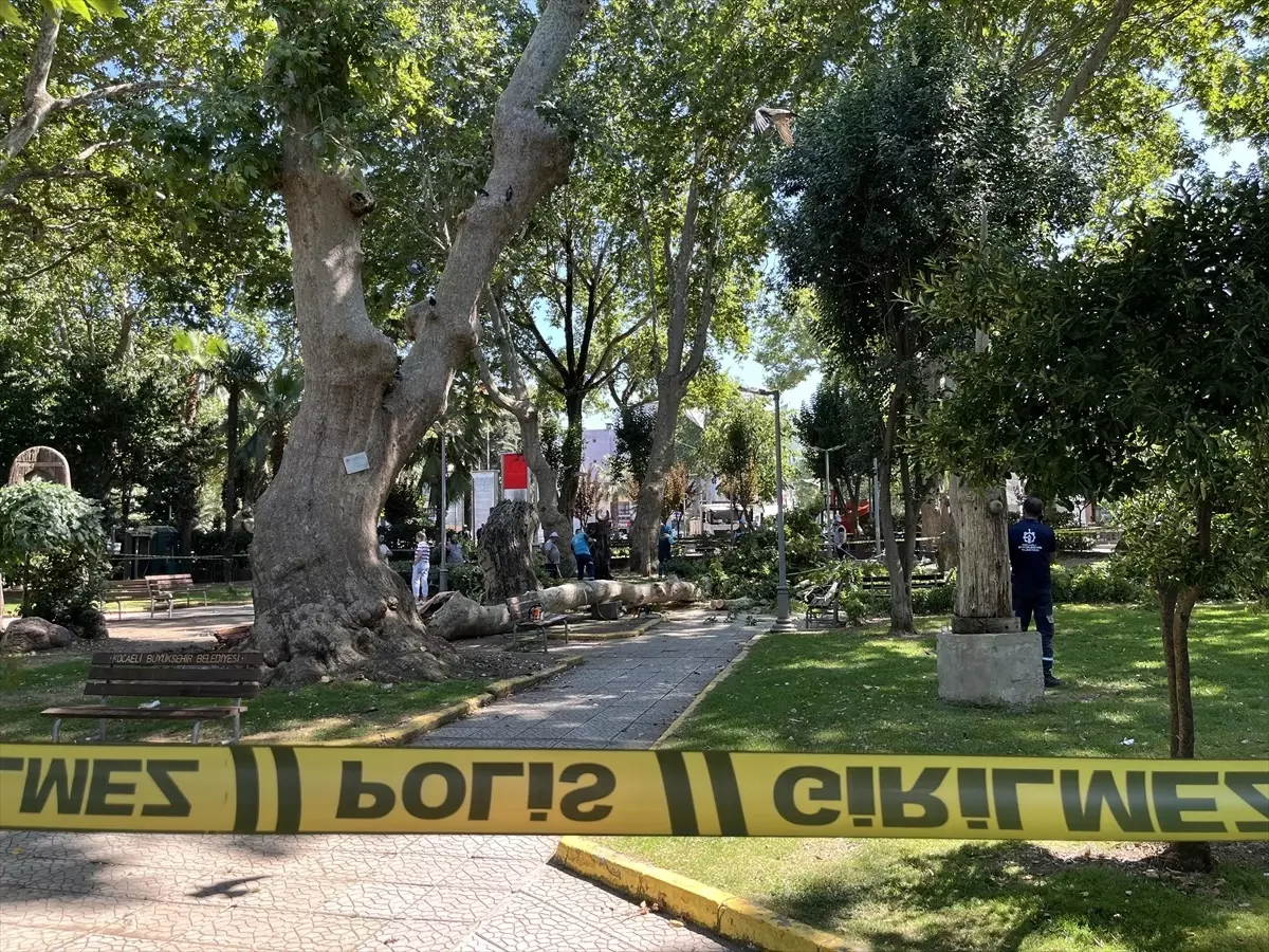 Gölcük'te Ağaç Daldan Düşmesi Sonucu 3 Yaralı