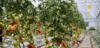 Darıca'da Yağmur Suyu ile Topraksız Tarım Dönemi