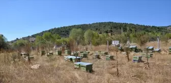 Engelli Kadın Girişimci Arıcılık Hayalini Gerçekleştirdi