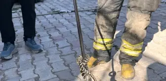 Seydişehir'de Evin Bodrumuna Giren Yılan Yakalandı