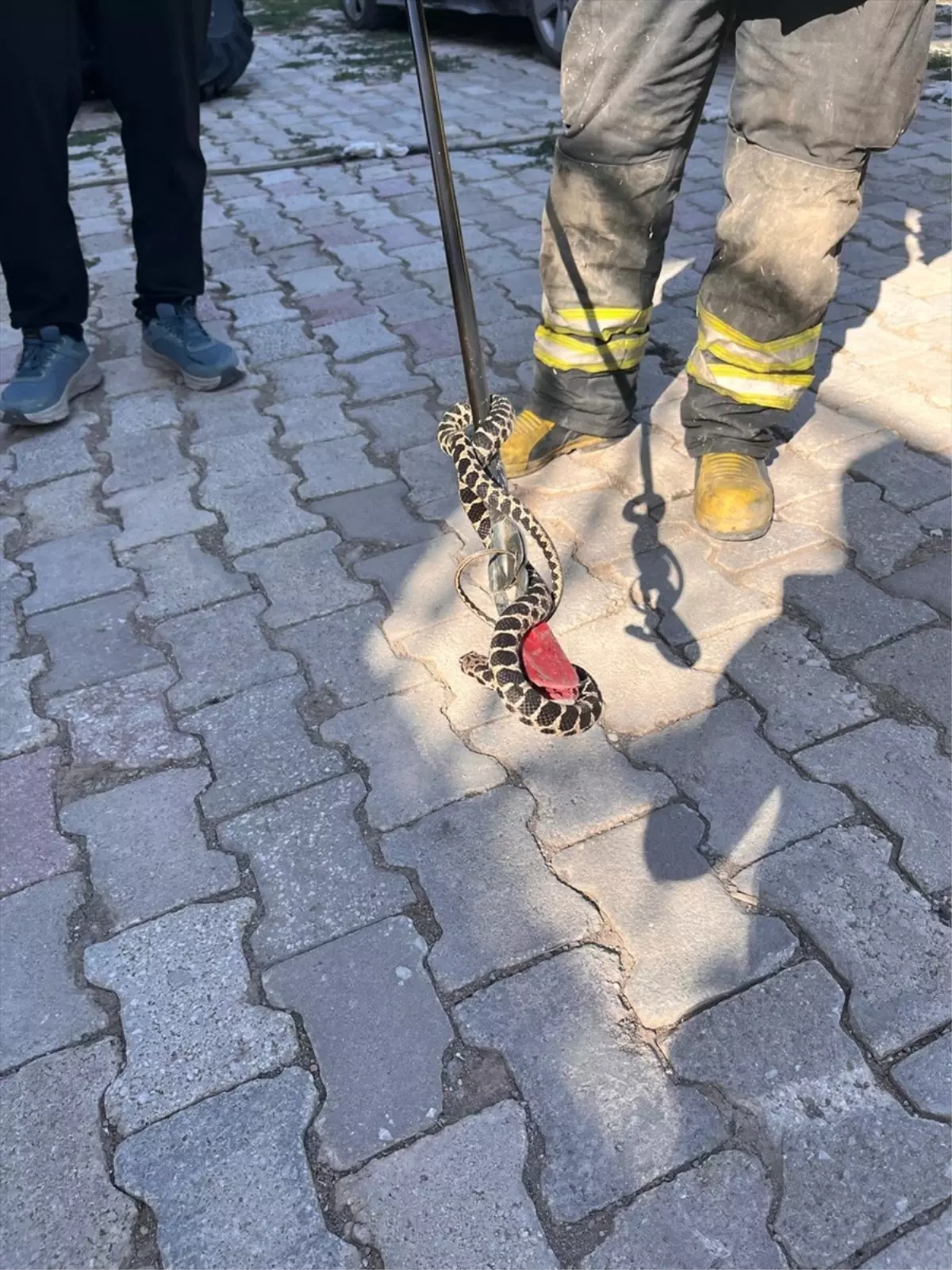 Seydişehir'de Evin Bodrumuna Giren Yılan Yakalandı