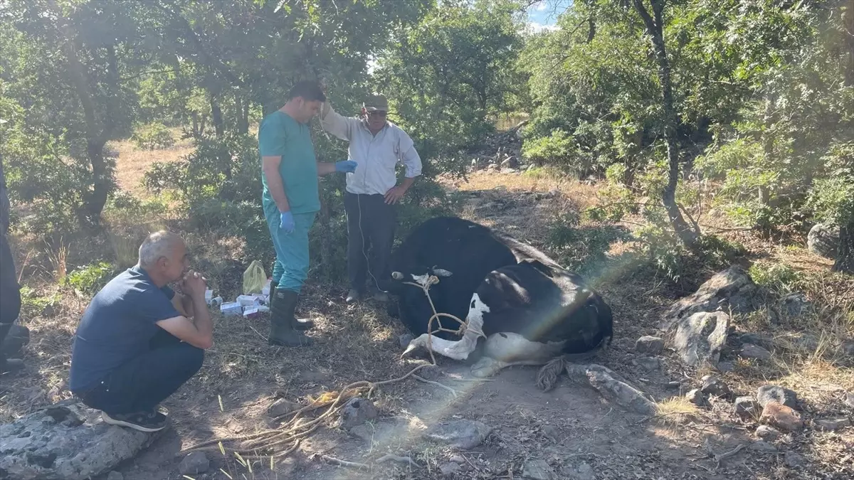 Kaybolan İnek Jandarma Dronu ile Bulundu