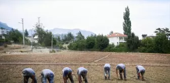 Konyaaltı Belediyesi Yöreye Özgü Çandır Fasulyesi Ekti