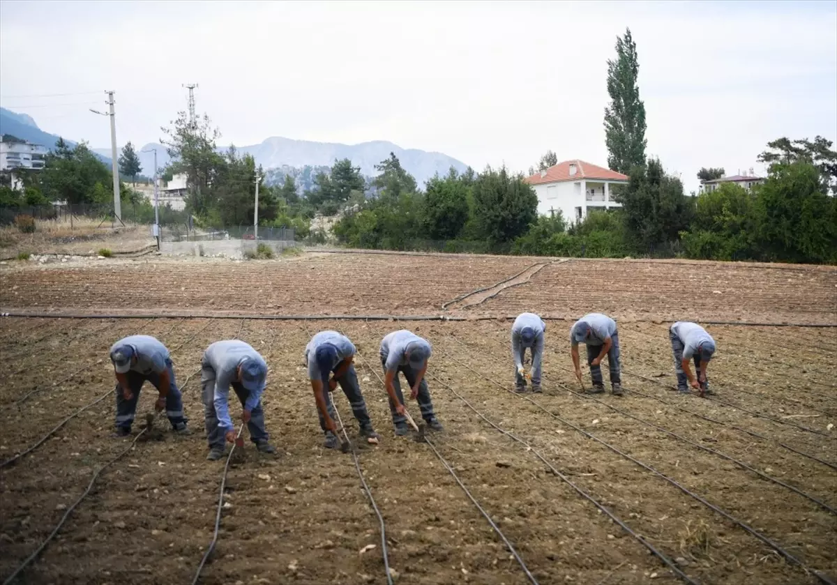 Konyaaltı Belediyesi Yöreye Özgü Çandır Fasulyesi Ekti