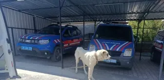 Köpeğini Oto İple Çeken Kişiye Cezası Kesildi