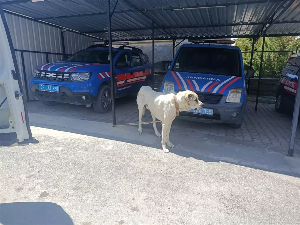 Köpeğini Oto İple Çeken Kişiye Cezası Kesildi