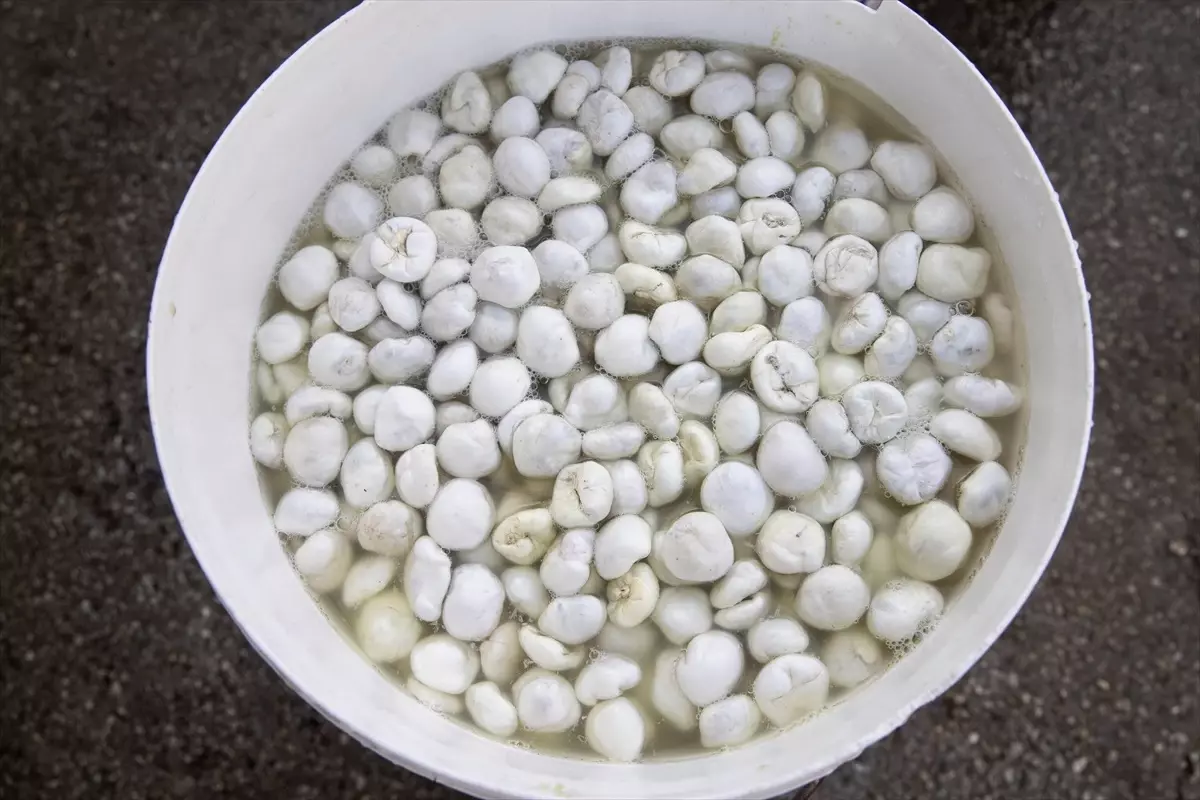 Ovacık'ta Kenger Sakızı Üretimi Yaşam Kaynağı Oluyor