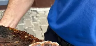 Adana'da Cezaevi Bahçesinde 'Reishi Mantarı' Üretimi Başladı
