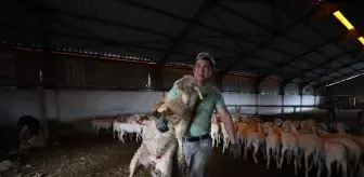 Kırklareli'de Kurbanlık Hayvanların Kırkım Mesaisi Devam Ediyor