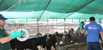 Kumluca'da Kurbanlık Hayvan Pazarlarında İlaçlama Çalışmaları