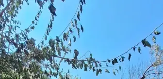 Kumluca'da Tarım Arazisinde Yangın Kontrol Altına Alındı