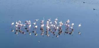 Van Gölü'nde Kuraklık Flamingoların Hayatını Tehdit Ediyor