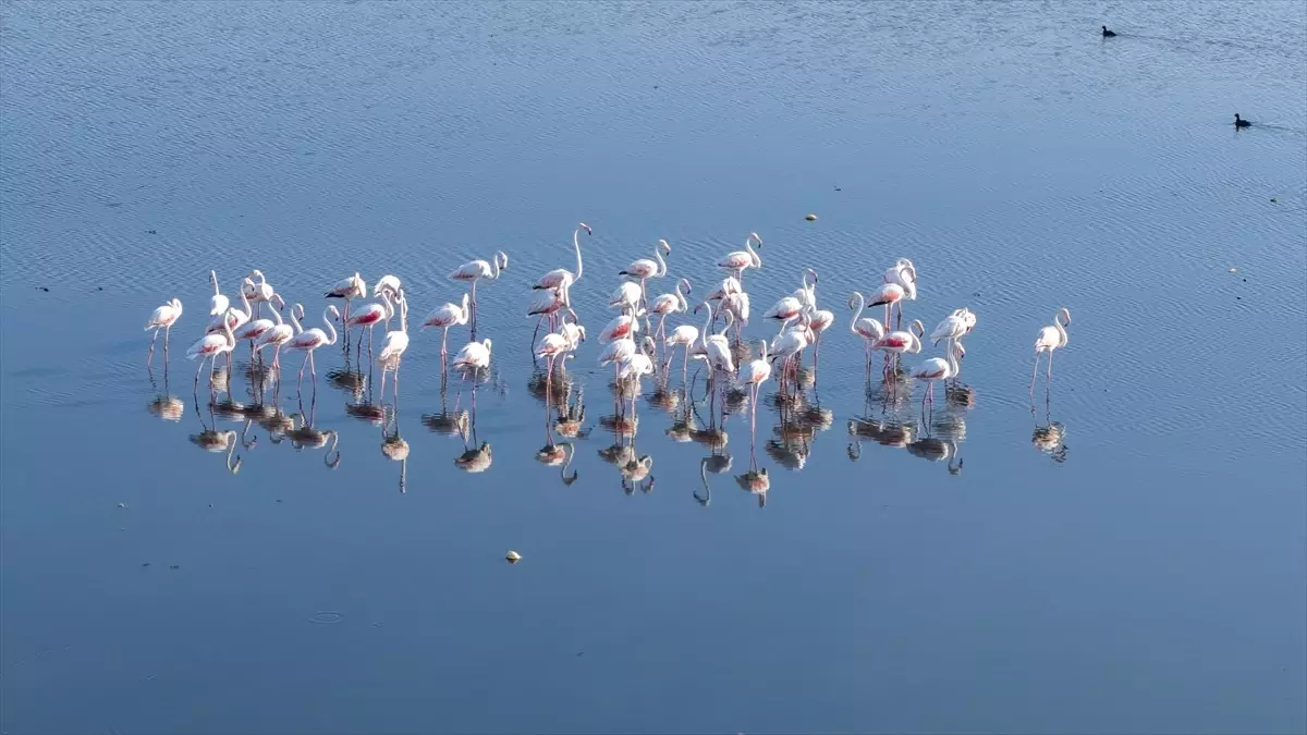 Van Gölü'nde Kuraklık Flamingoların Hayatını Tehdit Ediyor