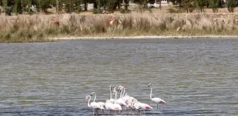Ulaş Gölü'nde Flamingo Gözlemi ve Balık Ölümleri