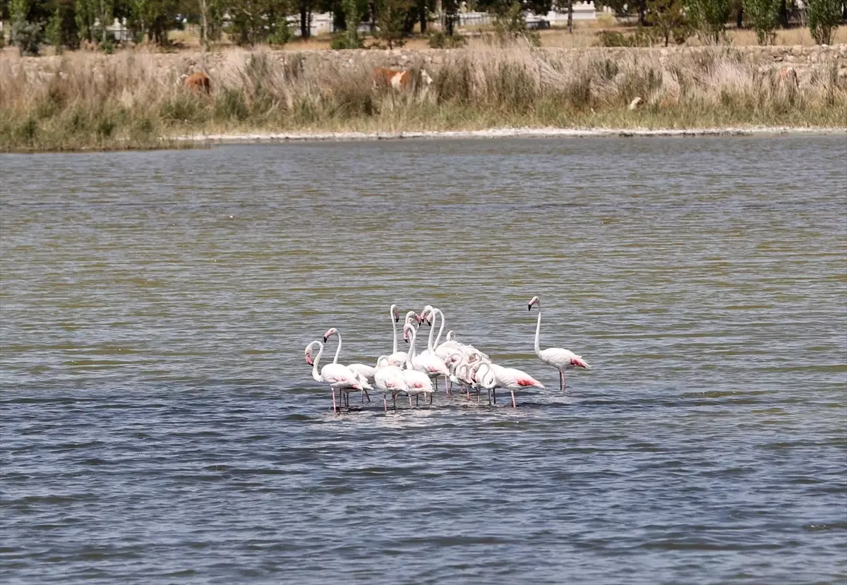 Ulaş Gölü'nde Flamingo Gözlemi ve Balık Ölümleri