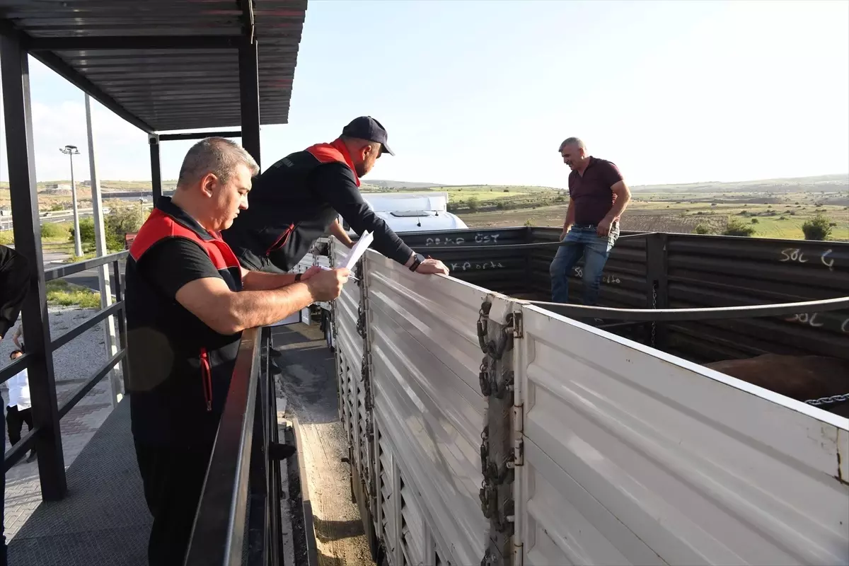 Kurban Bayramı İçin Veteriner Denetimleri 24 Saat Kesintisiz Devam Ediyor