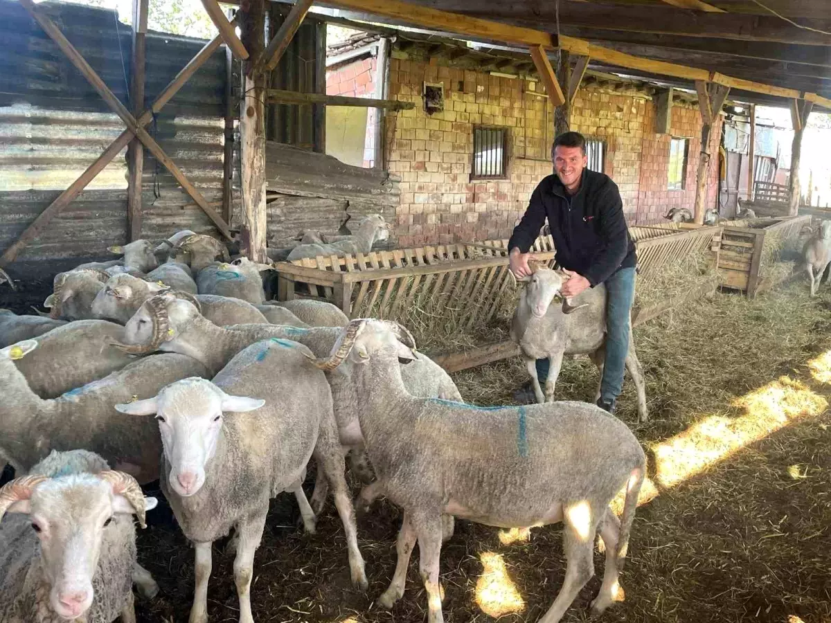 Kurbanlık Satışıyla Düğün Masraflarını Çıkarmayı Hedefliyor