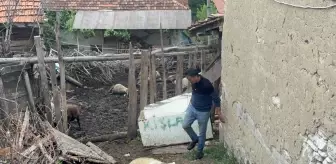 Kurtlar Domaniç'te 11 Koyunu Telef Etti, 14'ünü Yaraladı