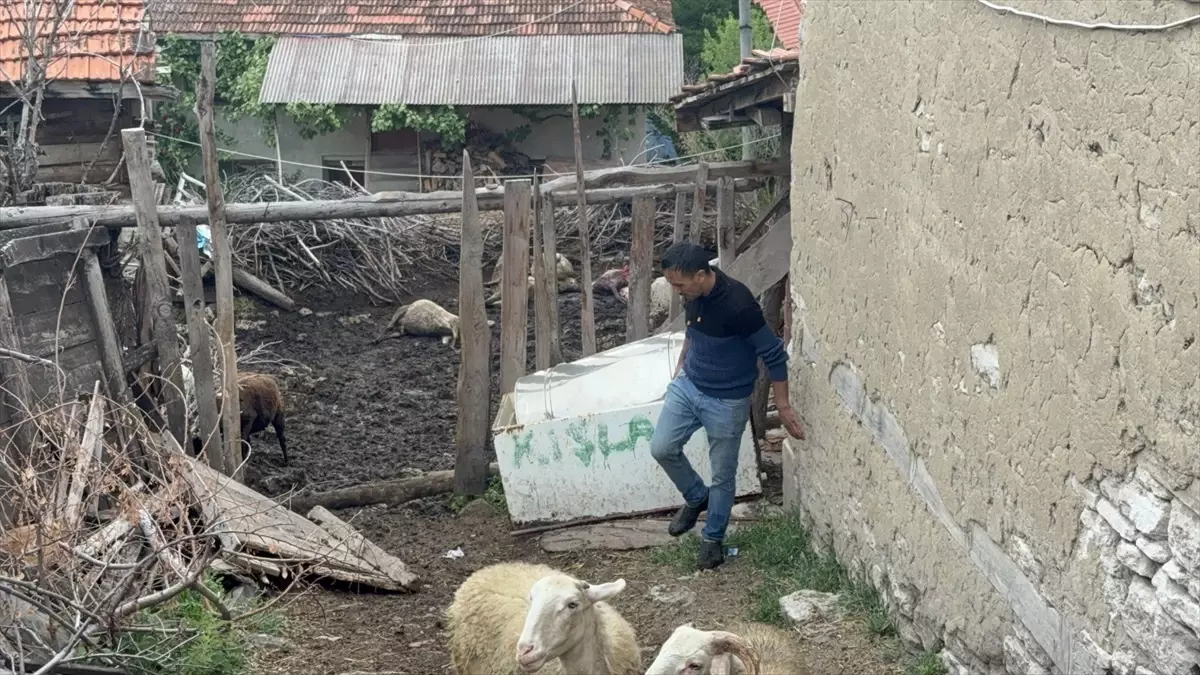 Kurtlar Domaniç'te 11 Koyunu Telef Etti, 14'ünü Yaraladı