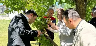 Samsun'da Kahverengi Kokarca ile Mücadelede Samuray Arıcıları Doğaya Salındı