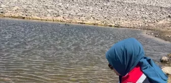 Ladik Gölü ve Göletlere 100 Bin Sazan Balığı Salındı