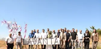 Ladik'te Lavanta Bahçesi Açıldı