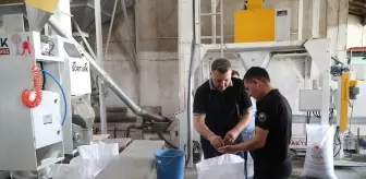 Karaduman Ayçiçeği Çeşidi Hastalıklara Karşı Toleranslı Hale Getirildi