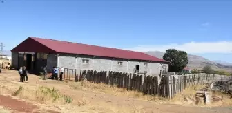 Malatya'ya 2 Bin 932 Damızlık Büyükbaş Hayvan Desteği