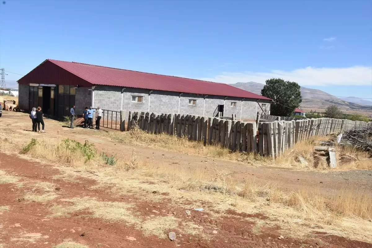 Malatya'ya 2 Bin 932 Damızlık Büyükbaş Hayvan Desteği