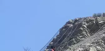 Malatya'da Yaban Keçileri Kurtarıldı