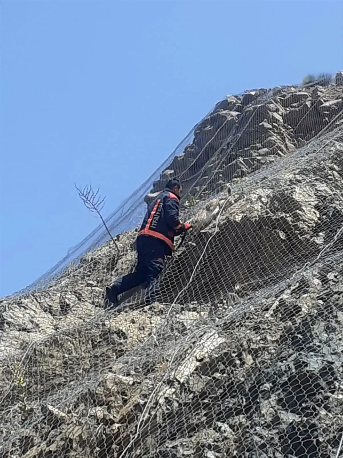 Malatya'da Yaban Keçileri Kurtarıldı