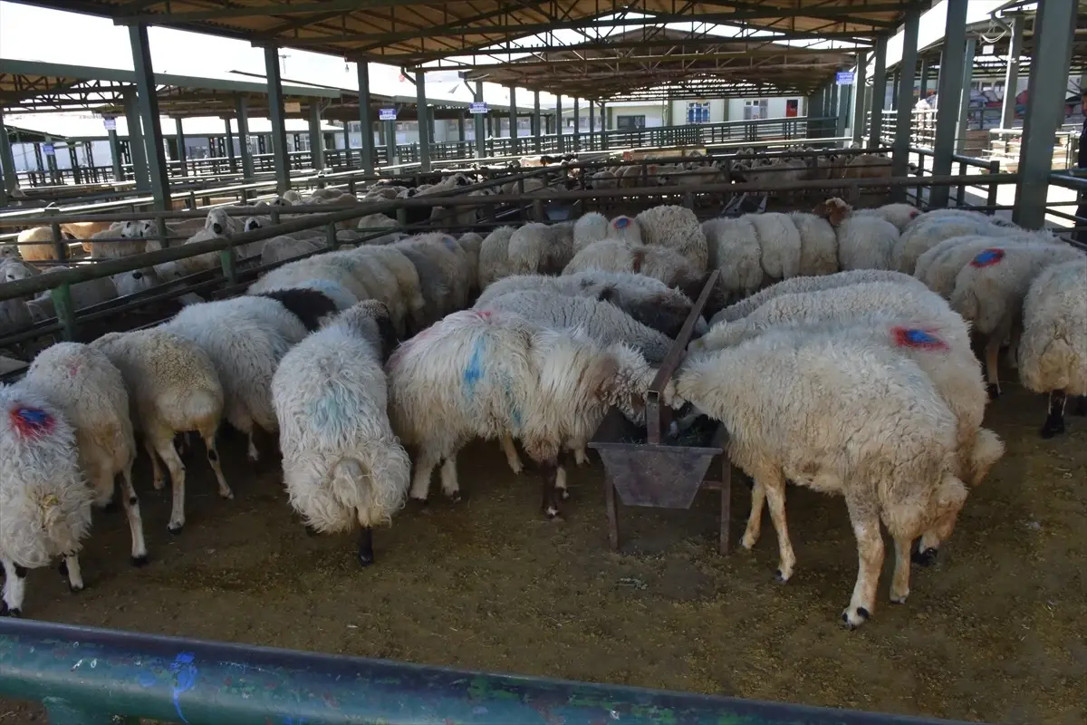 Malatya'da Canlı Hayvan Pazarı Yeniden Açıldı