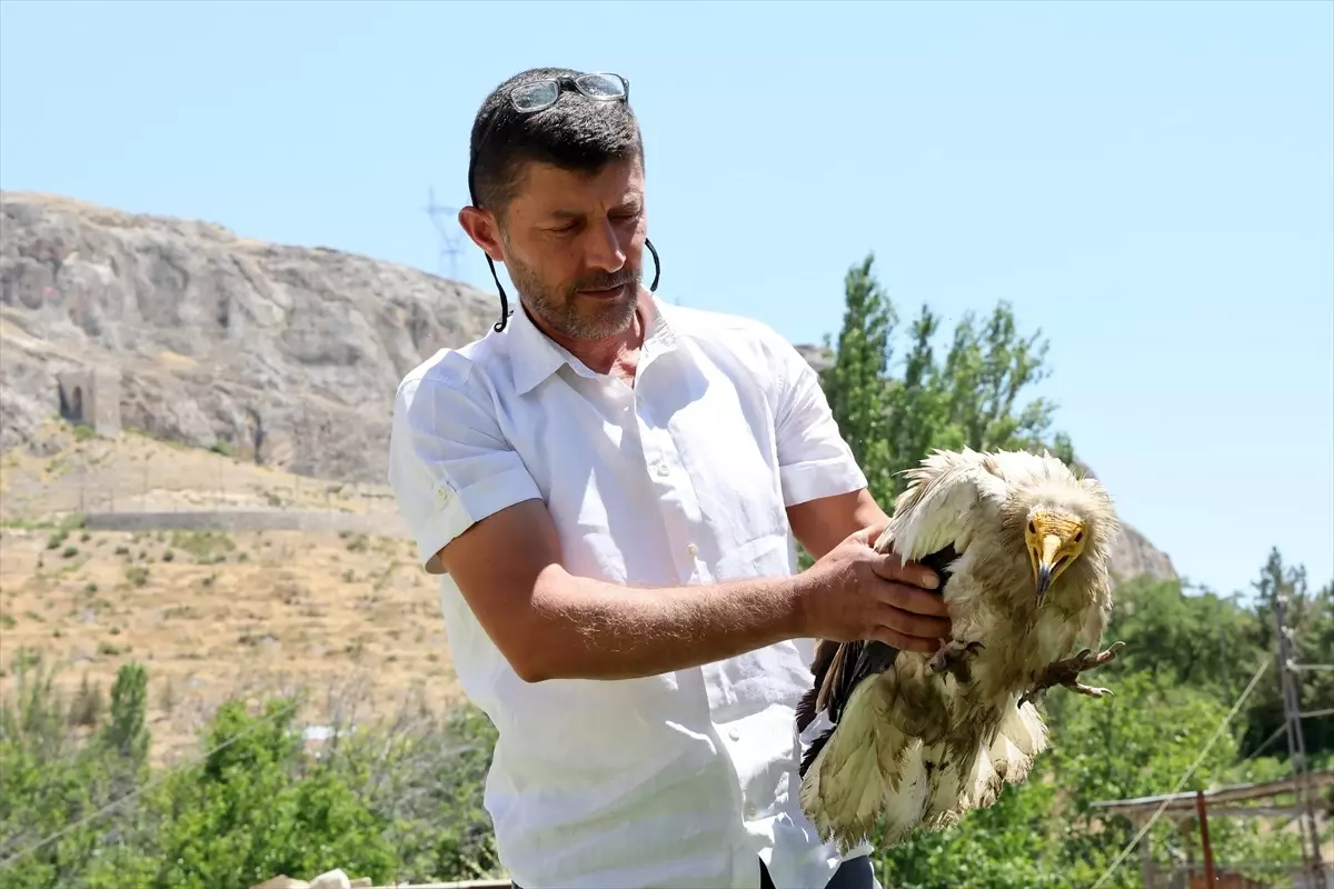 Malatya'da Nesli Tükenme Tehlikesi Altındaki Beyaz Akbaba Koruma Altına Alındı