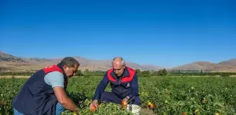 Malatya'da Tarım Projeleri ile Domates ve Çilek Üretimi Artıyor