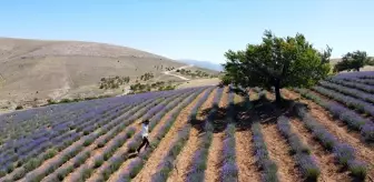 Malatya'da Genç Çiftçinin Lavanta Üretimiyle Kırsal Kalkınma Çabaları