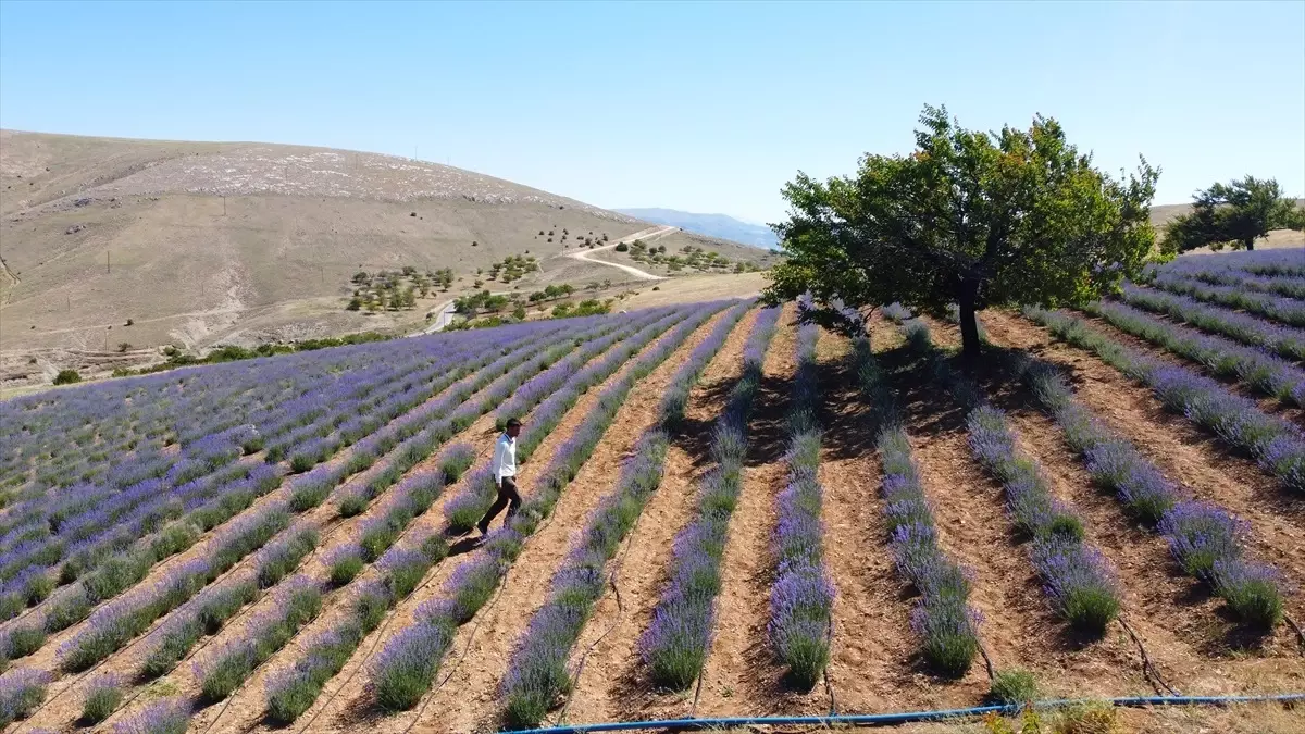Malatya'da Genç Çiftçinin Lavanta Üretimiyle Kırsal Kalkınma Çabaları