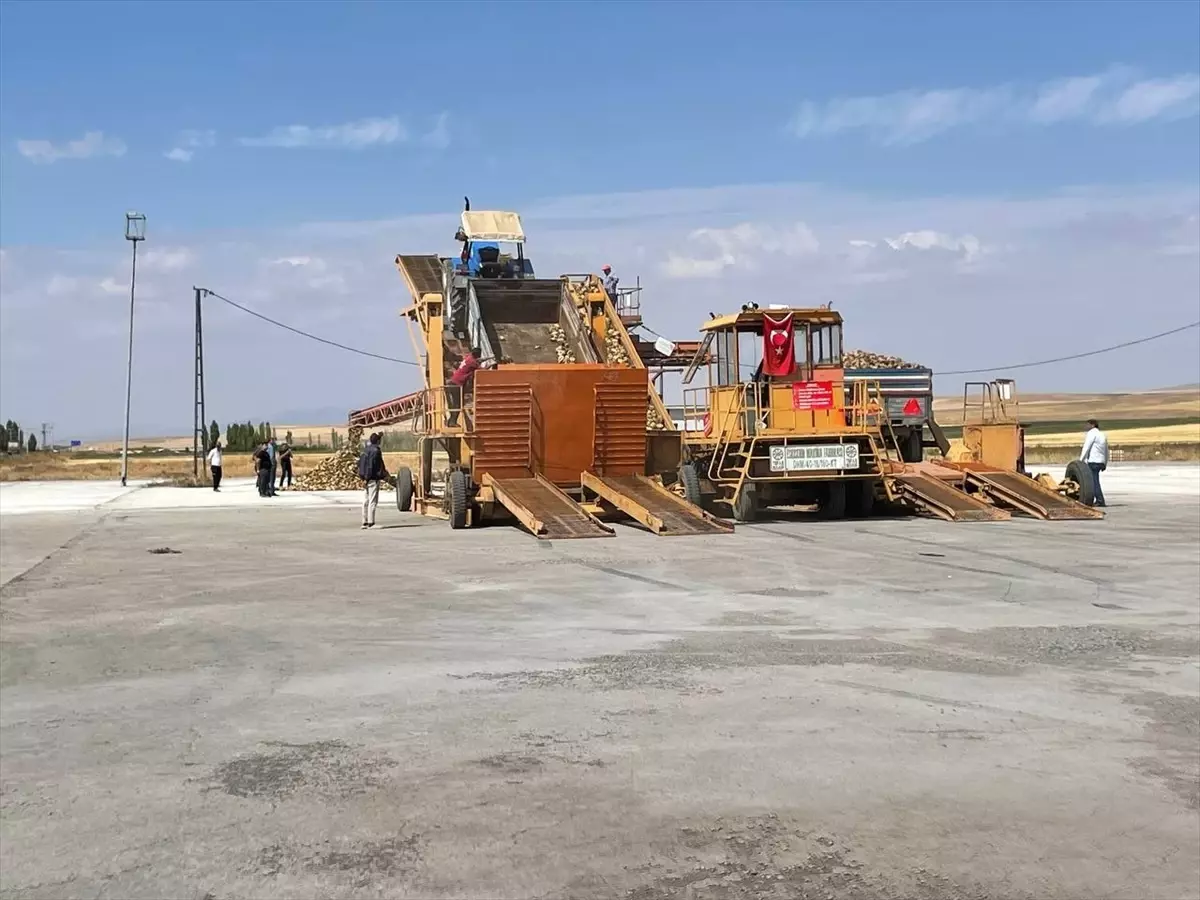 Muş'ta Şeker Pancarı Alım Kampanyası Başladı