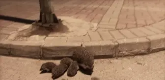 Manavgat'ta Anne Kirpi ve Yavruları Kurtarıldı