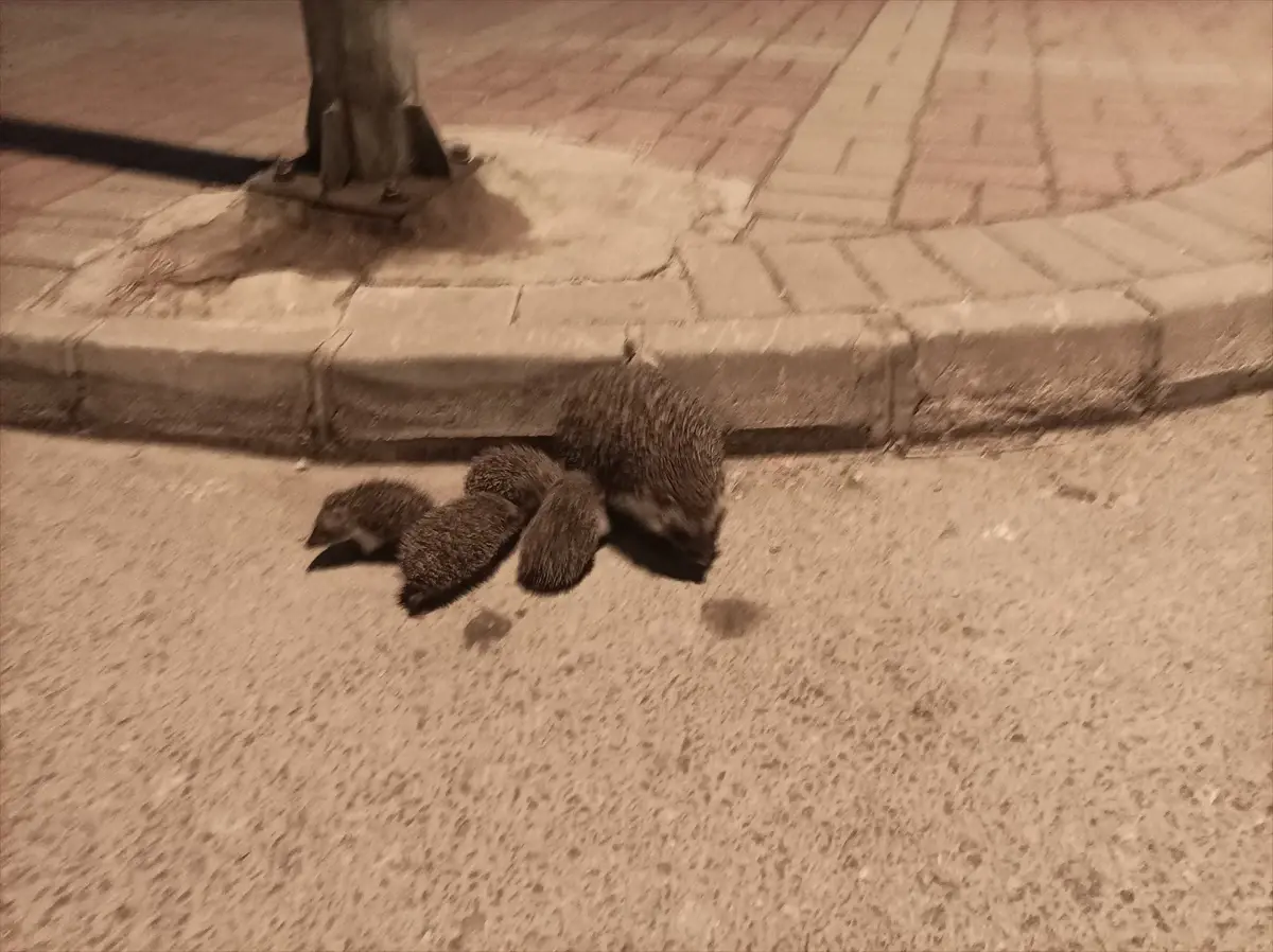 Manavgat'ta Anne Kirpi ve Yavruları Kurtarıldı