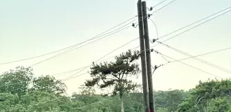 Manisa'da Orman Yangınına Hızlı Müdahale
