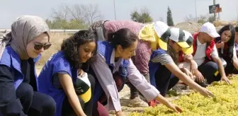Gönüllü Gençler Üzüm Hasadında Çiftçilere Destek Oldu