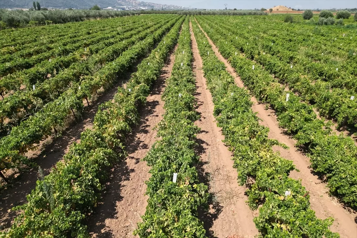 Manisa'da Sultani Çekirdeksiz Üzüm Hasadı ve Kurutma Süreci Başladı