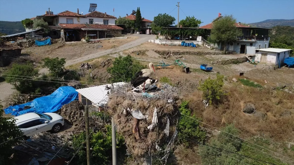 Manisa'da yıllardır aynı direğe yuva yapan leylekler için enerji hattının yeri değiştirildi