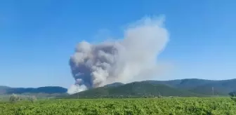 Manisa'da Orman Yangınına Hızla Müdahale Ediliyor